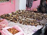 funghi 66r.jpg