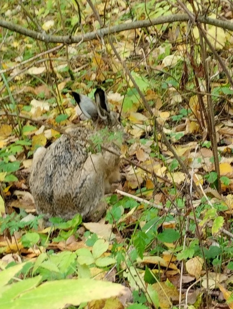 026  Il bosco .jpg