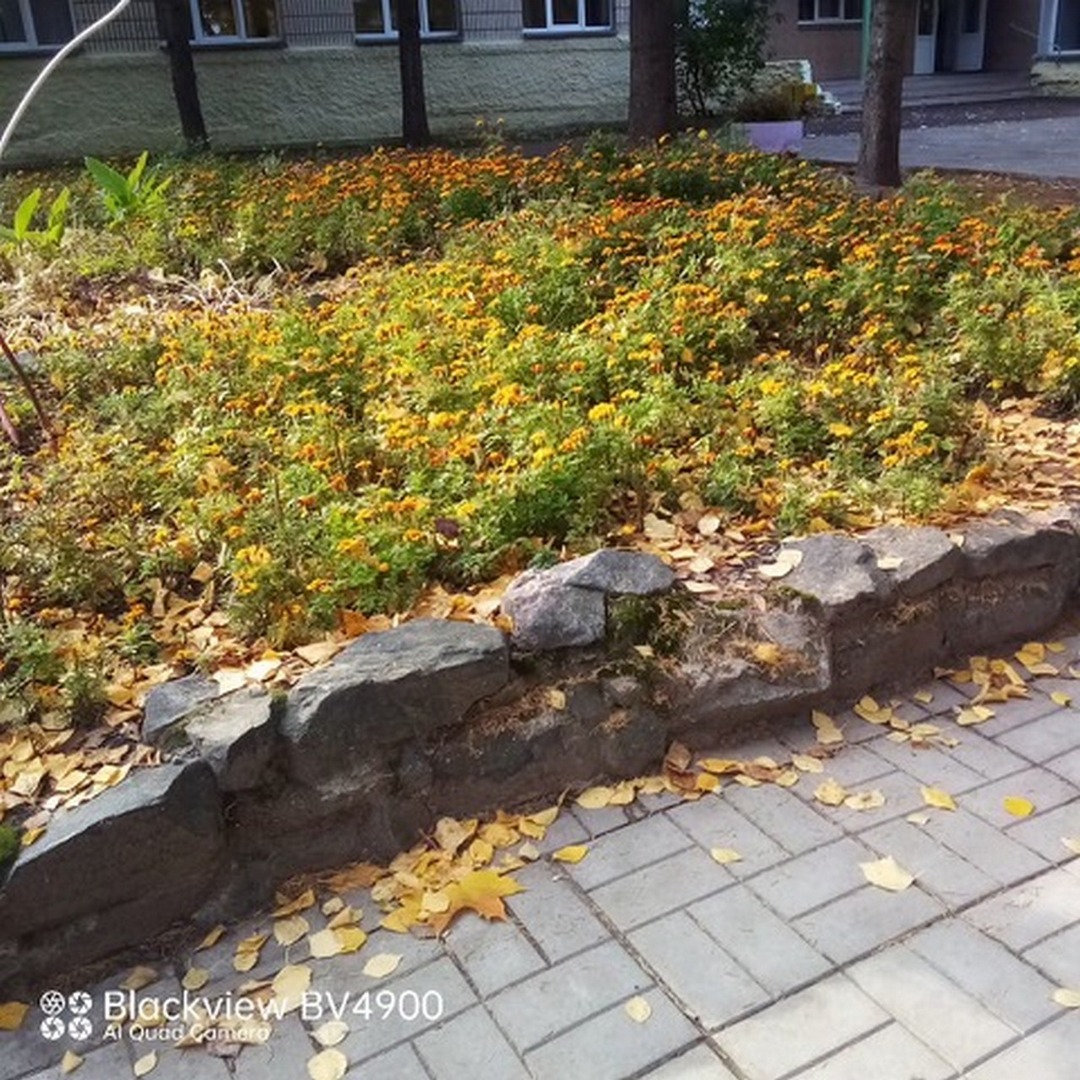 037  Scuola in autunno .jpg