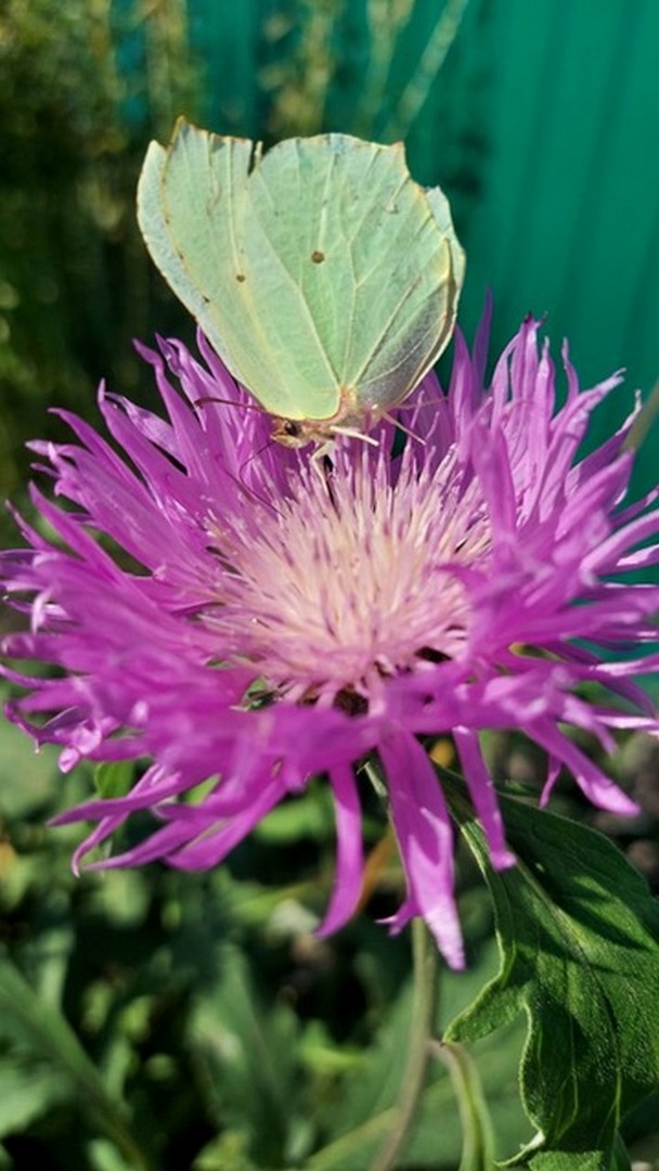 043   La bellezza della nostra natura.jpg