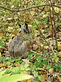 026 Il bosco .jpg 026 Il bosco .jpg