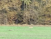 027 Il bosco .jpg 027 Il bosco .jpg