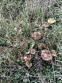 028 Il bosco .jpg 028 Il bosco .jpg