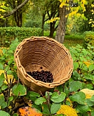 057 Regali di autunno.jpg 057 Regali di autunno.jpg