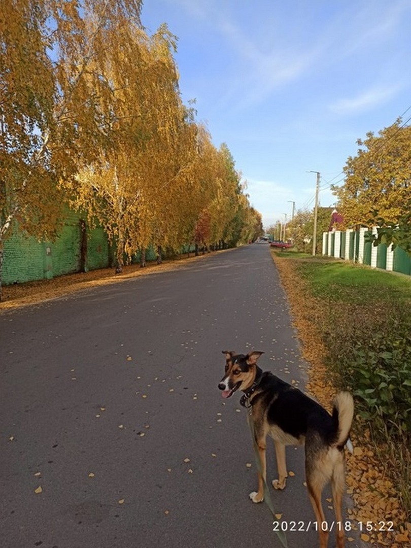 24 passeggiata autunnale con l amato animale.jpg