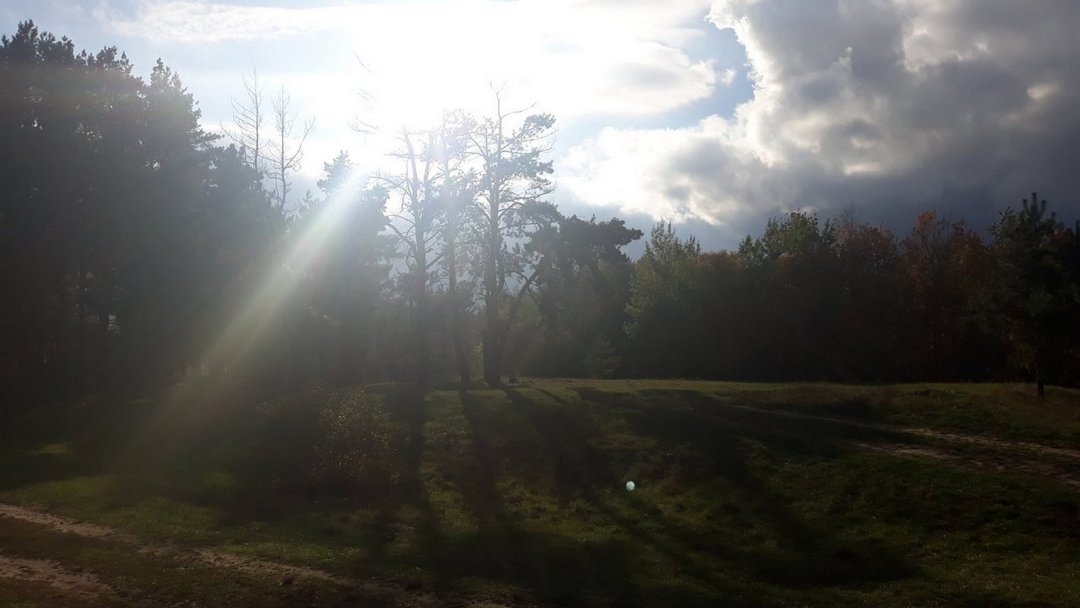 32 Un raggio di sole perso nella foresta.jpg