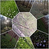 12 abitanti della foresta.jpg 12 abitanti della foresta.jpg