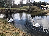 15 parco Cigni e lago Braslav.jpg 15 parco Cigni e lago Braslav.jpg